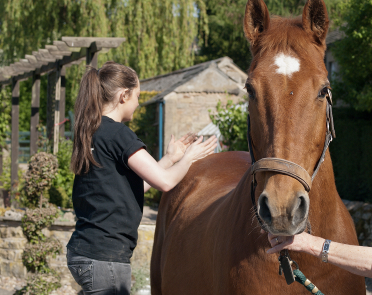 infections ventre cheval